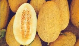 新疆网红吃哈密瓜视频,甜蜜滋味引网友热议