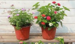 最近60天新闻爆料视频,热点事件追踪与深度解析